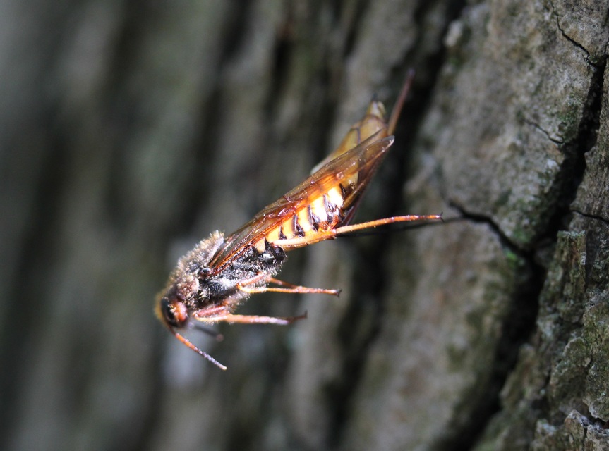 Tremex fuscicornis - sárgagyűrűs fadarázs