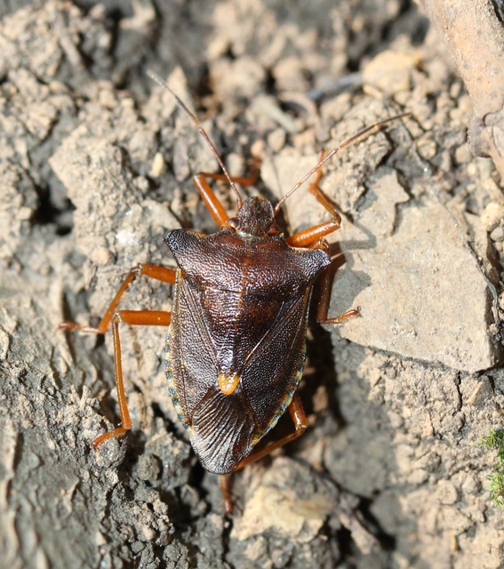 Pentatoma rufipes - vöröslábú címerespoloska Pentatoma rufipes - vöröslábú címerespoloska