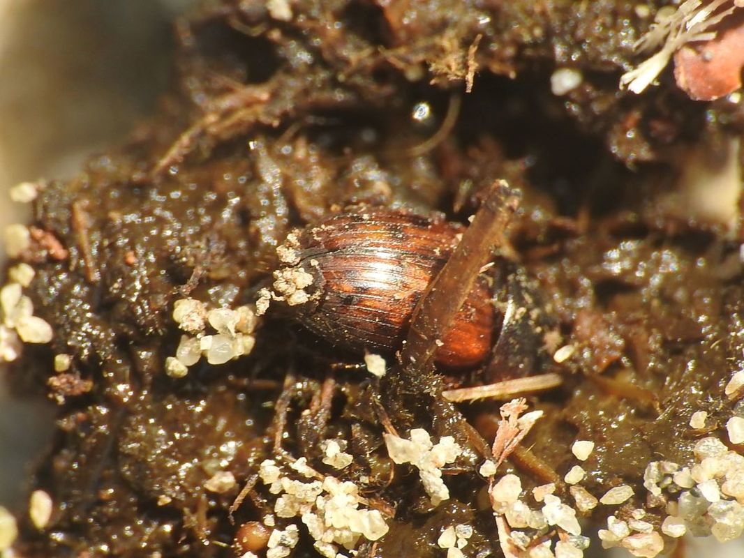Aphodius maculatus - foltosszárnyú trágyabogár