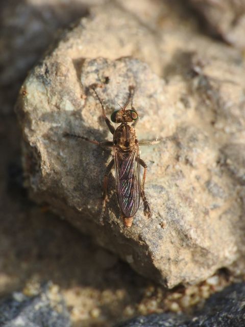 Stichopogon