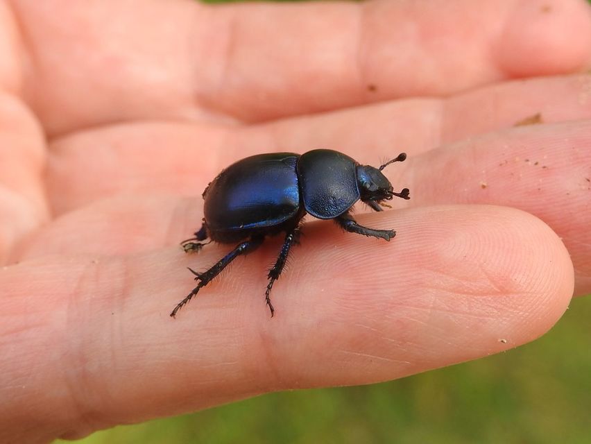 Trypocopris vernalis - tavaszi álganéjtúró