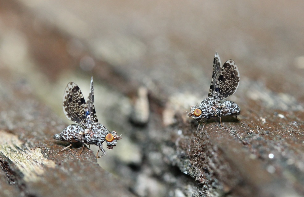 Callopistromyia annulipes - pávalégy