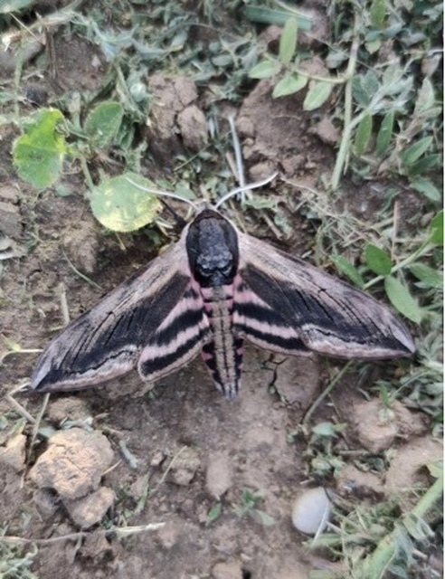 Sphinx ligustri - fagyalszender