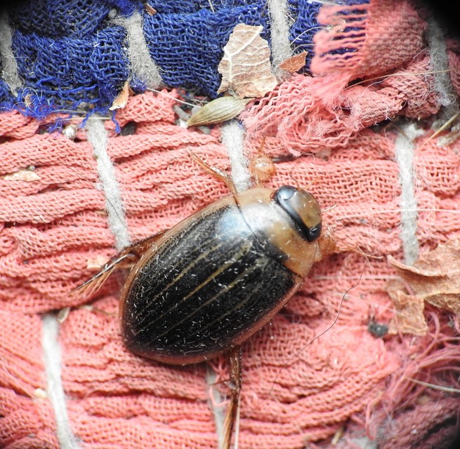 Hydaticus grammicus - déli mocsáricsíkbogár