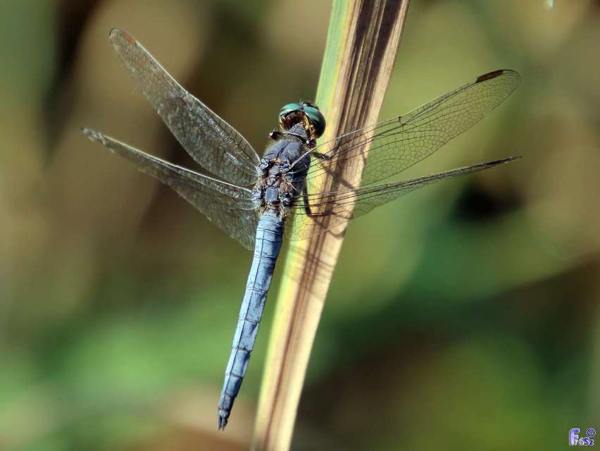 Orthetrum coerulescens - karcsú pásztorszitakötő