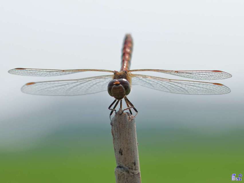 Sympetrum striolatum/vulgatum/meridionale