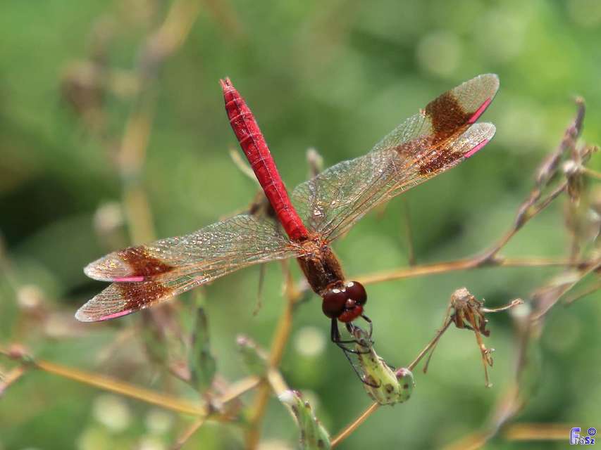 Sympetrum pedemontanum - szalagos katona-szitakötő