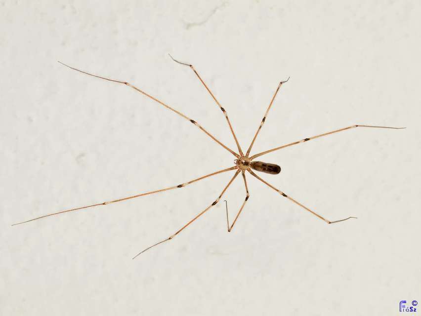 Pholcus phalangioides - nagy álkaszáspók Pholcus phalangioides - nagy álkaszáspók
