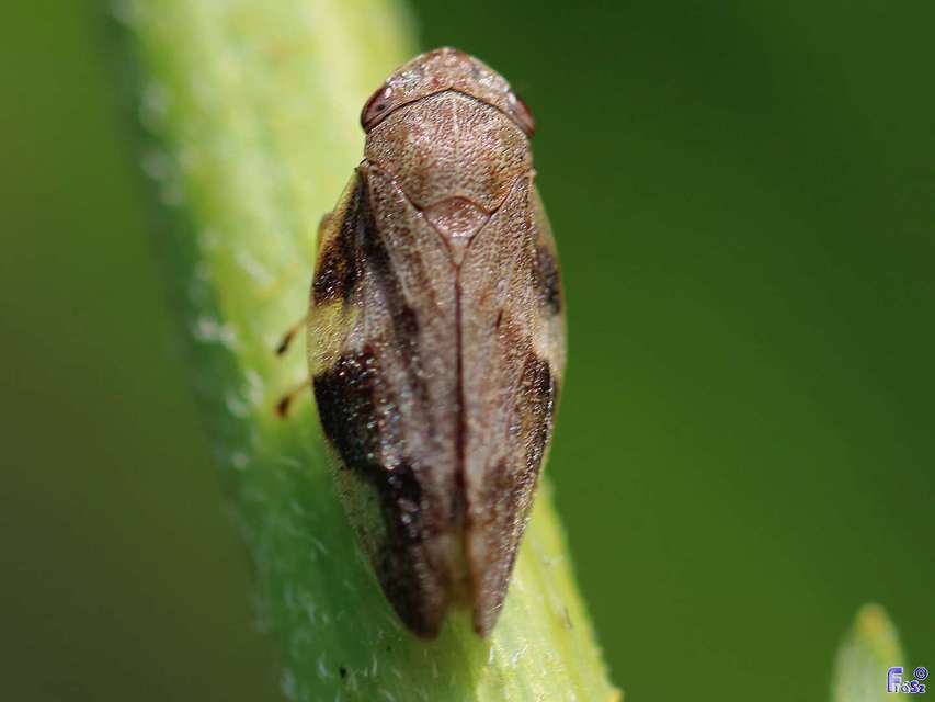 Aphrophora alni