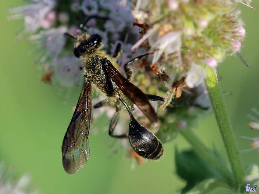 Isodontia mexicana - mexikói fűdarázs