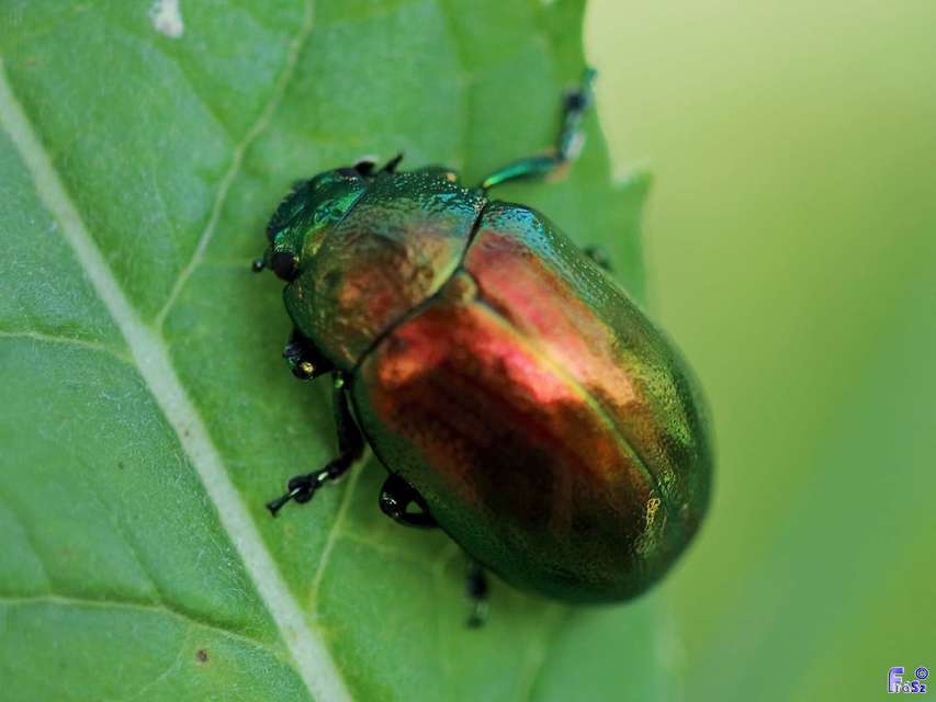 Chrysolina herbacea - zöld mentalevelész