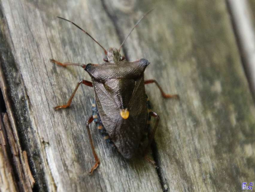 Pentatoma rufipes - vöröslábú címerespoloska Pentatoma rufipes - vöröslábú címerespoloska