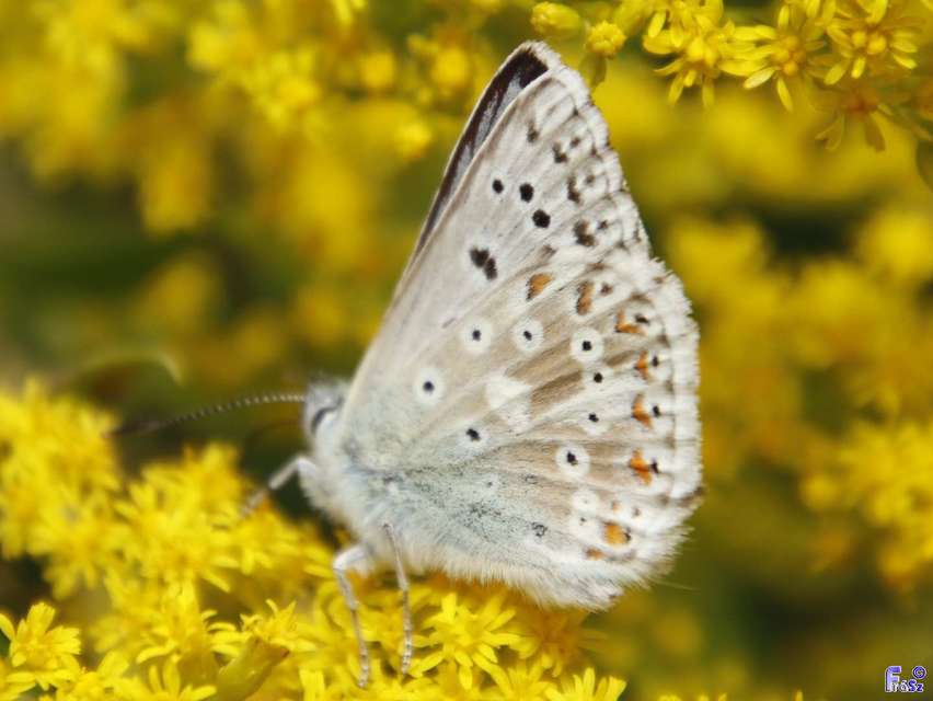 Polyommatus coridon - ezüstkék boglárka