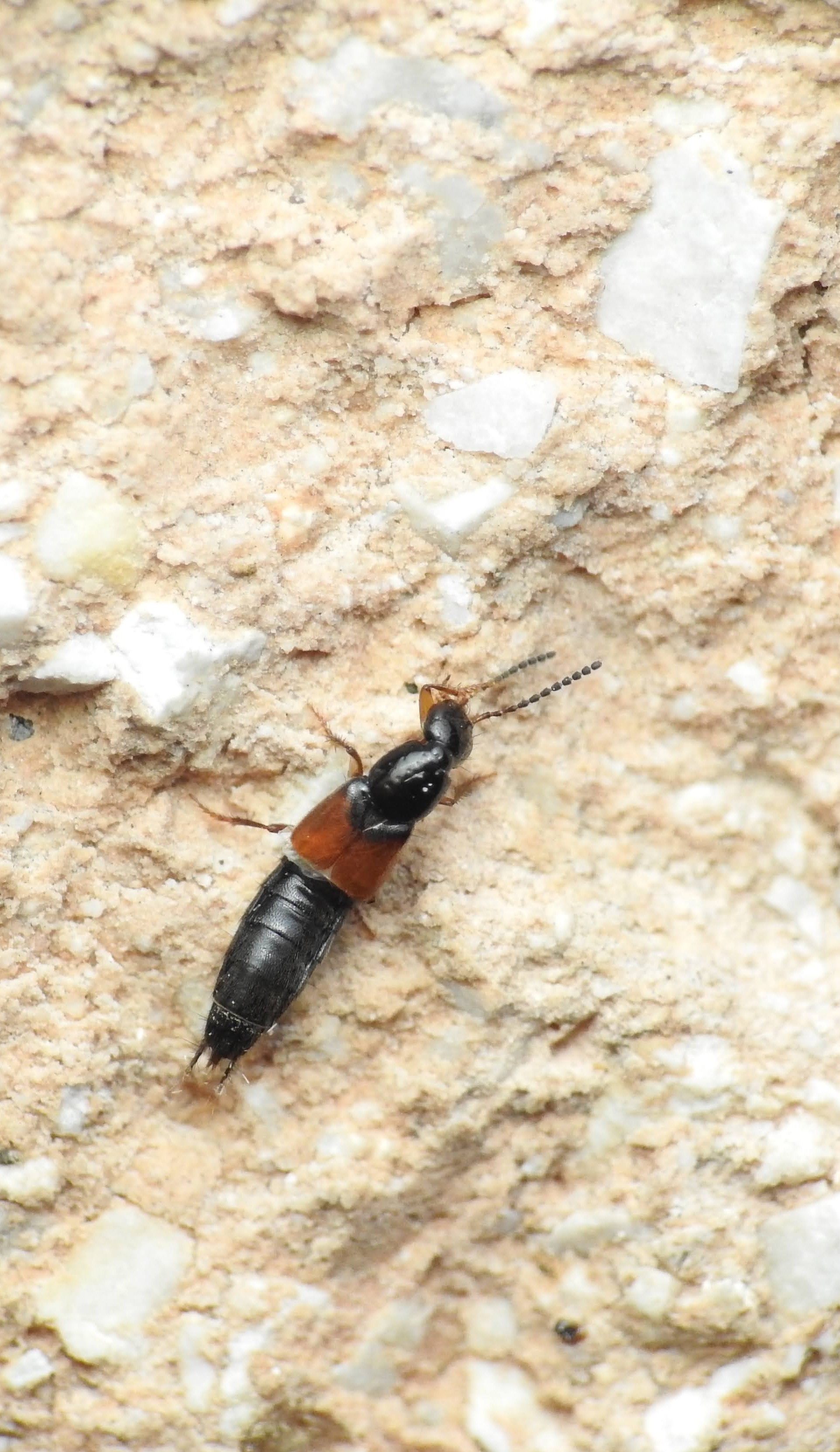 Philonthus salinus - sziki ganajholyva