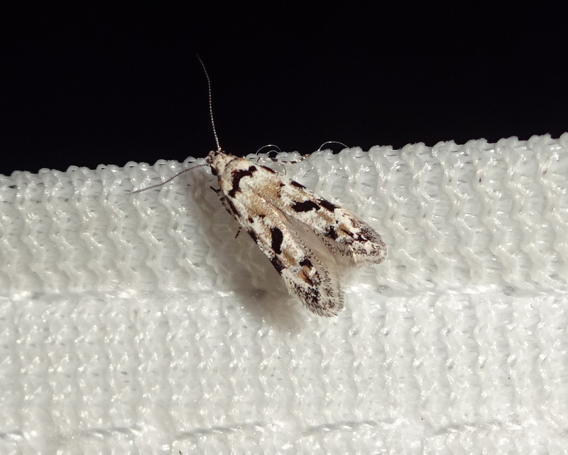 Stenolechiodes pseudogemmellus - molyhostölgyes sarlósmoly