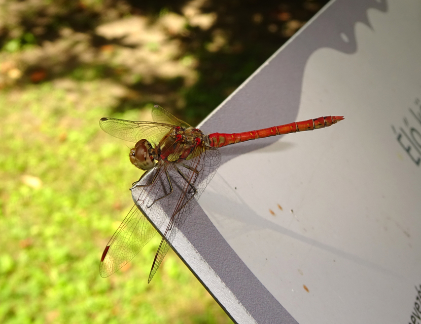 Sympetrum striolatum - harántsávos katona-szitakötő