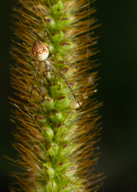 Metellina segmentata/mengei