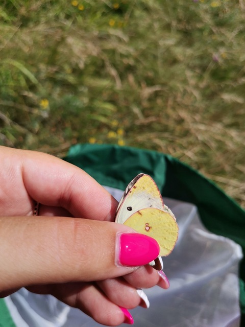 Colias alfacariensis - déli kéneslepke