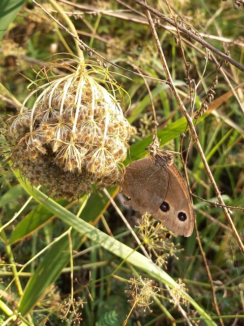 Minois dryas - fekete szemeslepke