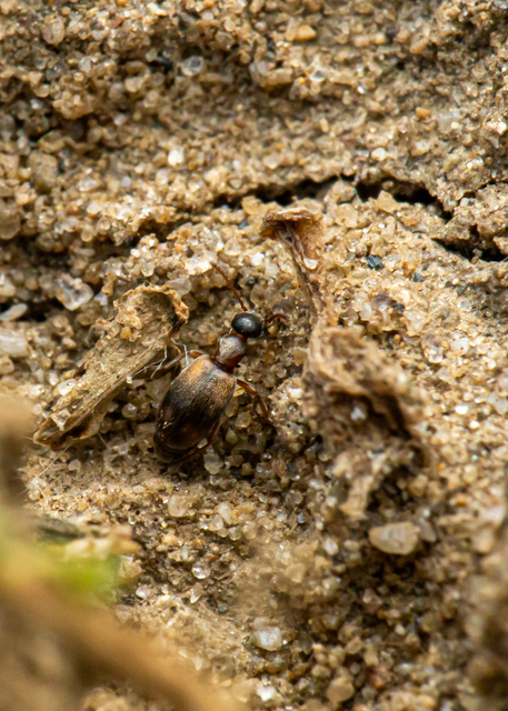 Anthicus axillaris - vállfoltos fürgebogár