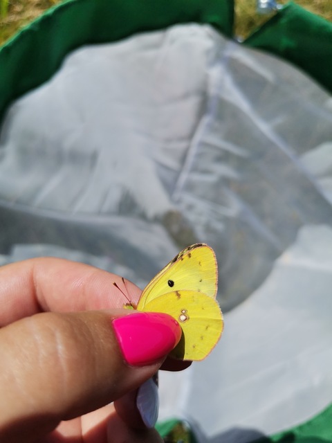 Colias alfacariensis - déli kéneslepke