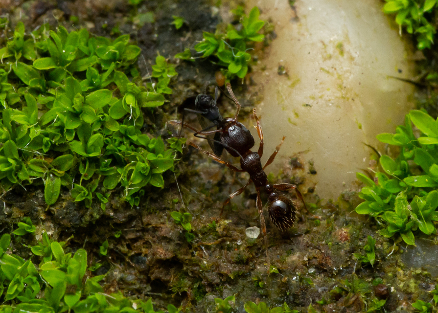 Tetramorium