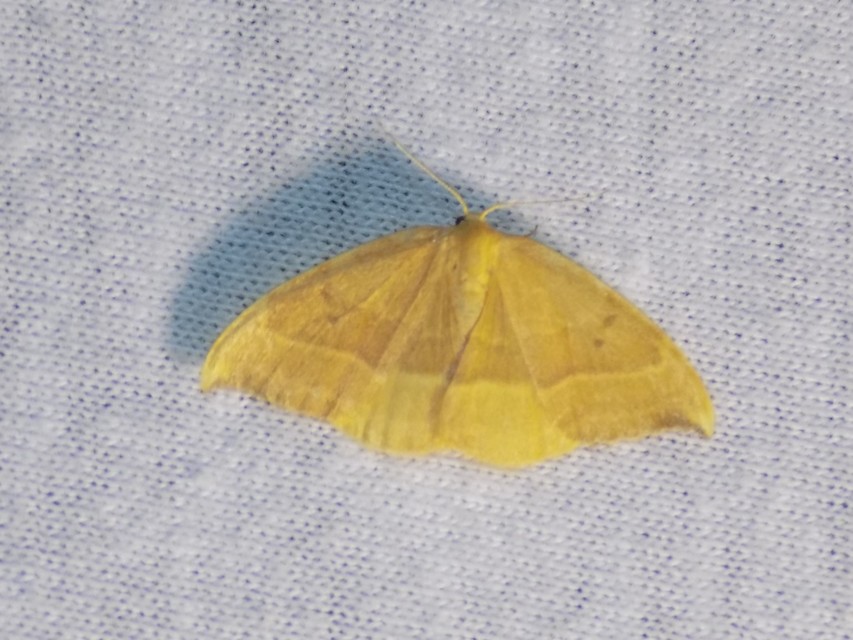 Watsonalla cultraria - bükkfa-sarlósszövő