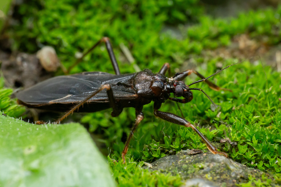 Reduvius personatus - szemetes zugpoloska