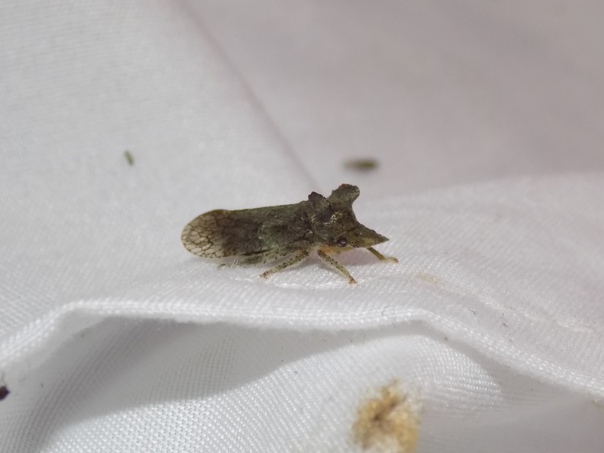 Ledra aurita - füleskabóca