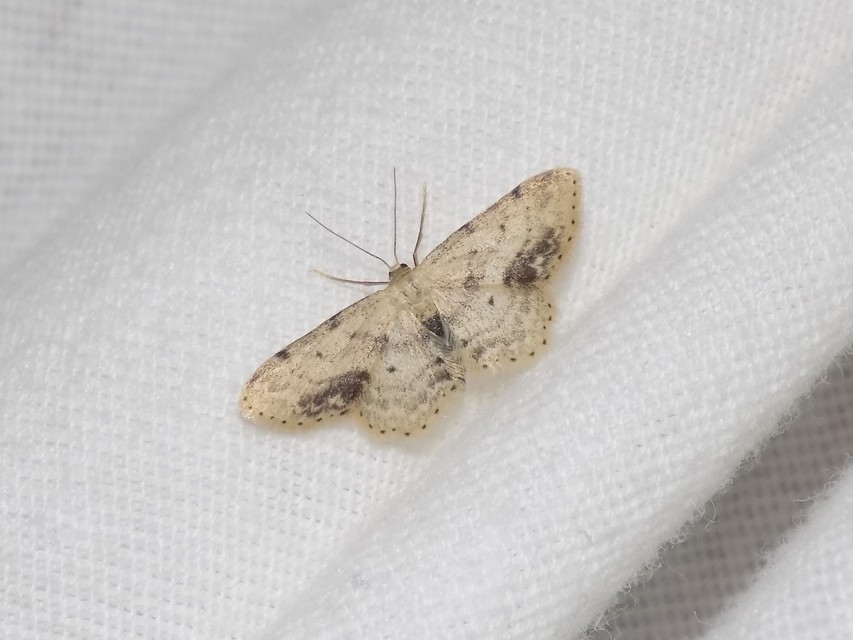 Idaea dimidiata - gyakori apróaraszoló