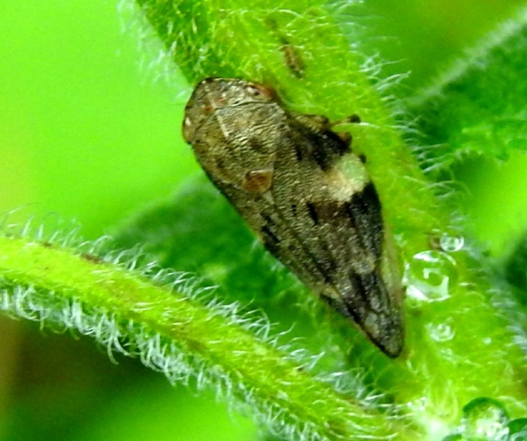 Aphrophora alni