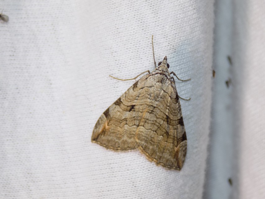 Aplocera efformata/plagiata