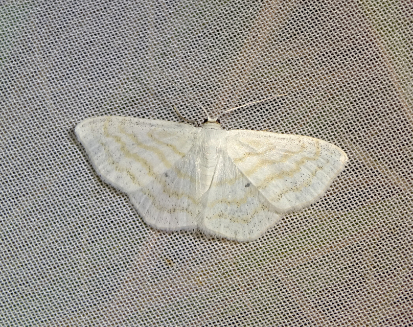 Scopula caricaria - mocsári fehéraraszoló