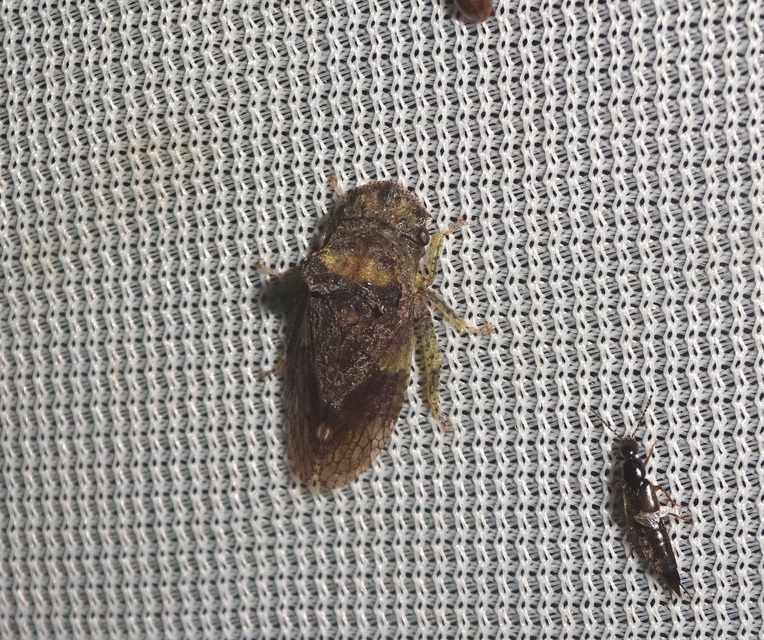 Ledra aurita - füleskabóca