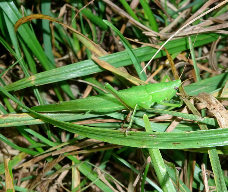 Ruspolia nitidula - nagy kúpfejűszöcske