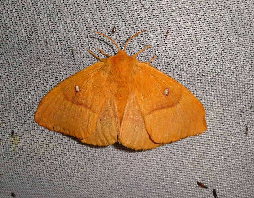 Lasiocampa quercus - tölgyfaszövő