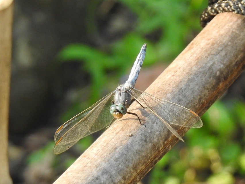 Orthetrum coerulescens - karcsú pásztorszitakötő
