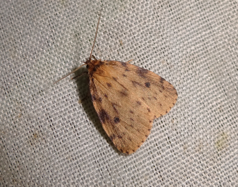 Thumata senex - mocsári medvelepke
