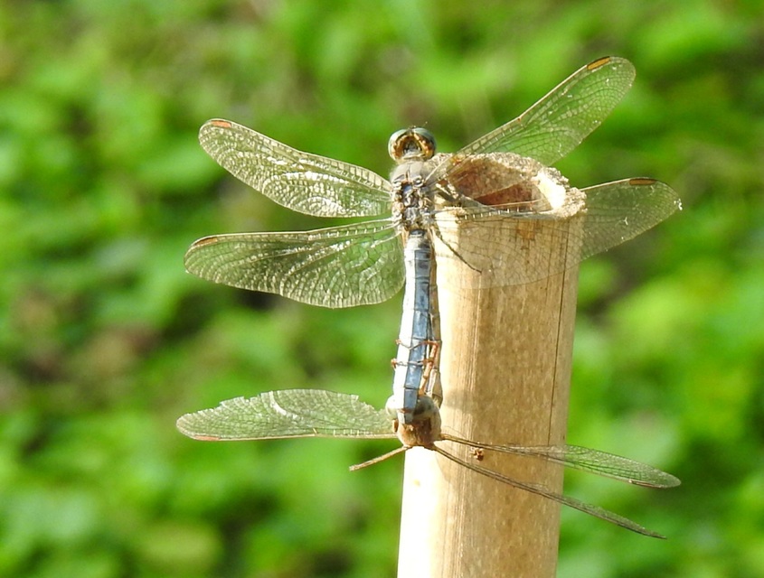 Orthetrum coerulescens - karcsú pásztorszitakötő