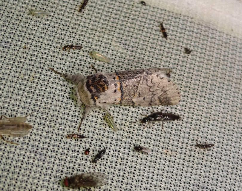 Furcula furcula - szürke púposszövő