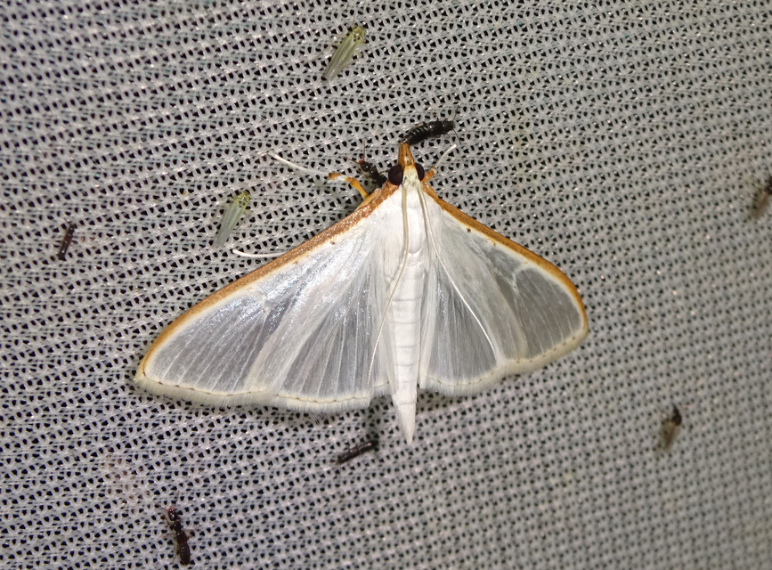 Palpita vitrealis - hófehér tűzmoly