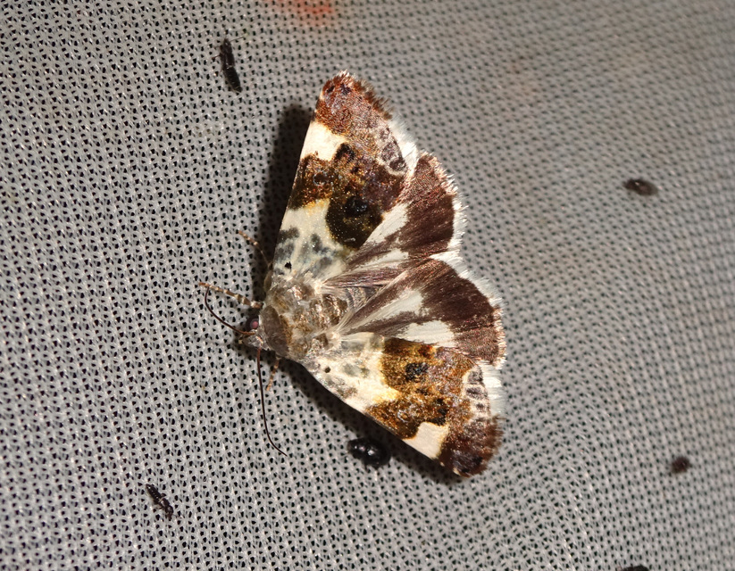 Acontia lucida - fehér nappalibagoly
