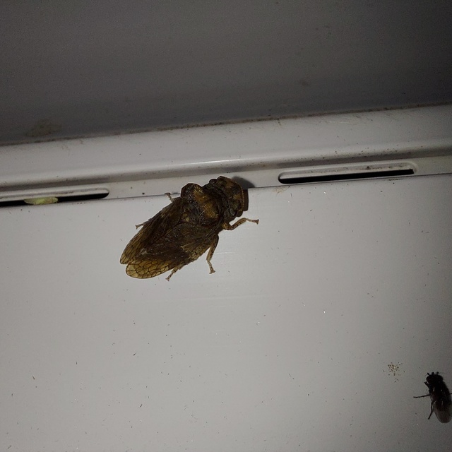 Ledra aurita - füleskabóca