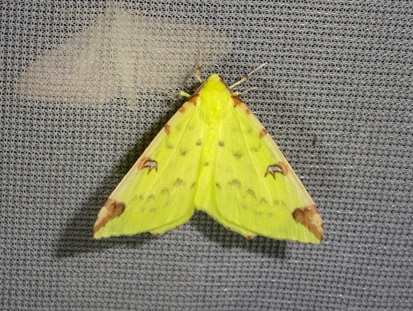 Opisthograptis luteolata - citromsárga araszoló