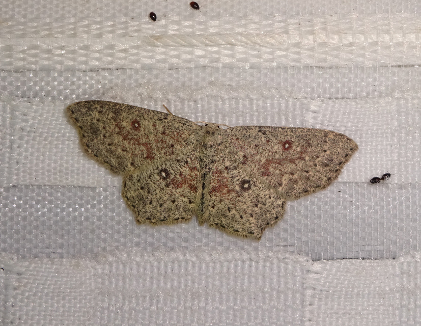 Cyclophora pendularia - fűzfa-pettyesaraszoló