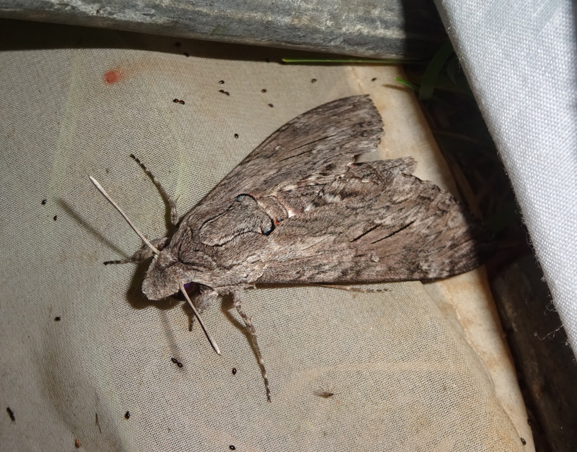 Agrius convolvuli - szulákszender
