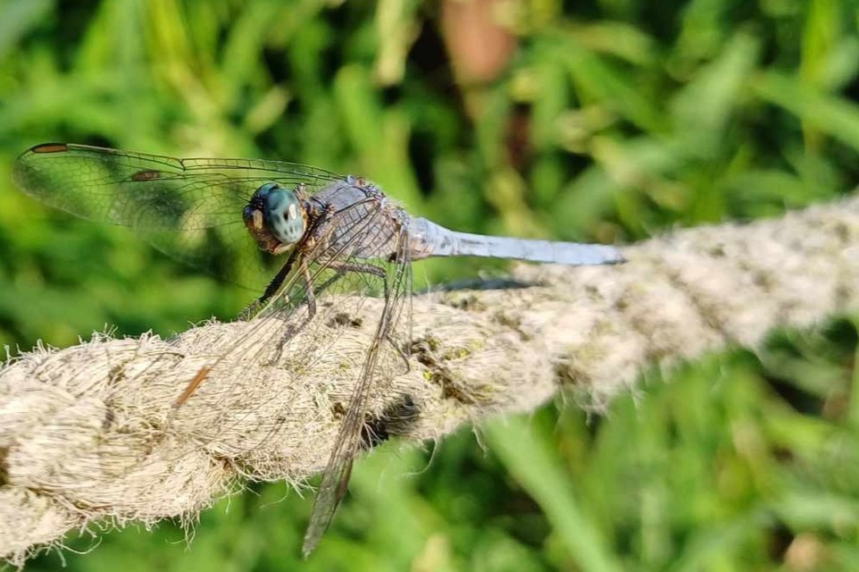 Orthetrum coerulescens - karcsú pásztorszitakötő