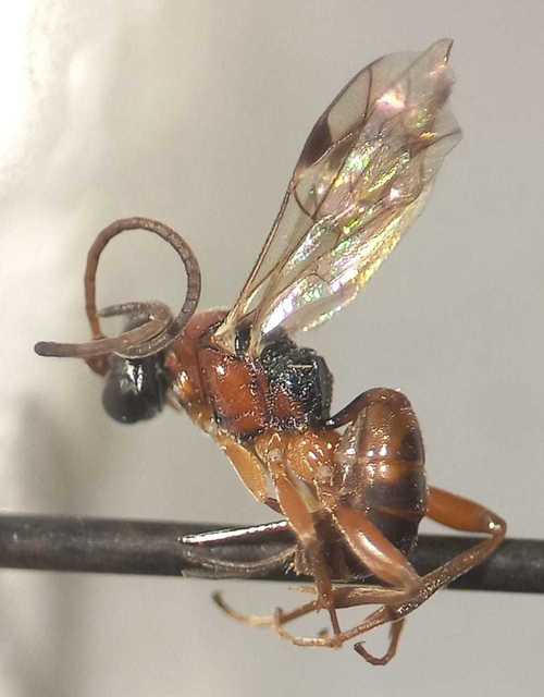 Dichrogaster