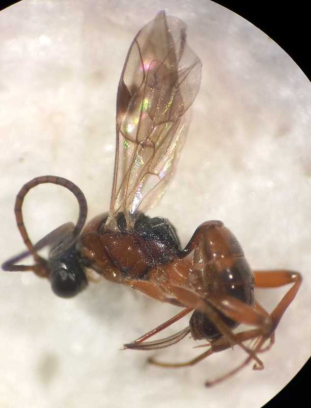 Dichrogaster
