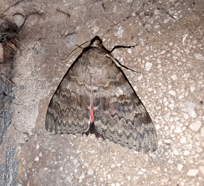 Catocala elocata - közönséges övesbagoly